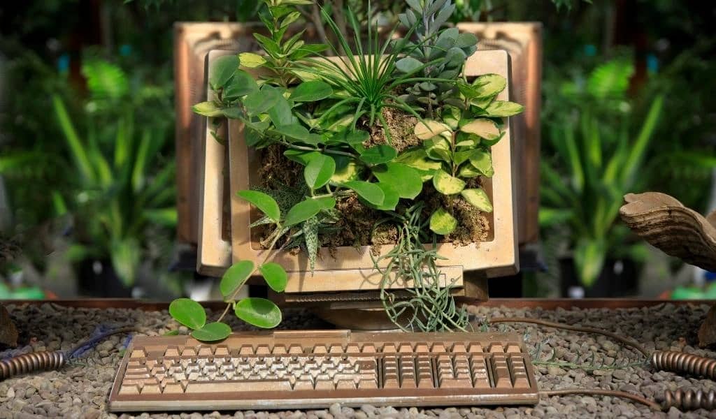 En bild på en äldre dator från tidigt 90 tal där det växer en buske genom den stora skärmen.